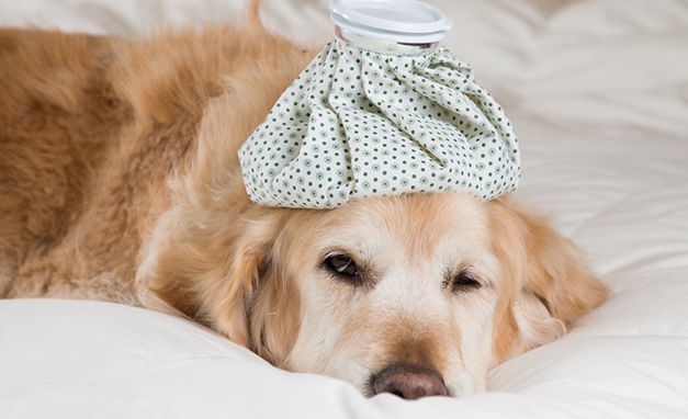 愛犬が夏にぐったり…リフォームで考えたい、暑さ・熱中症から守る方法