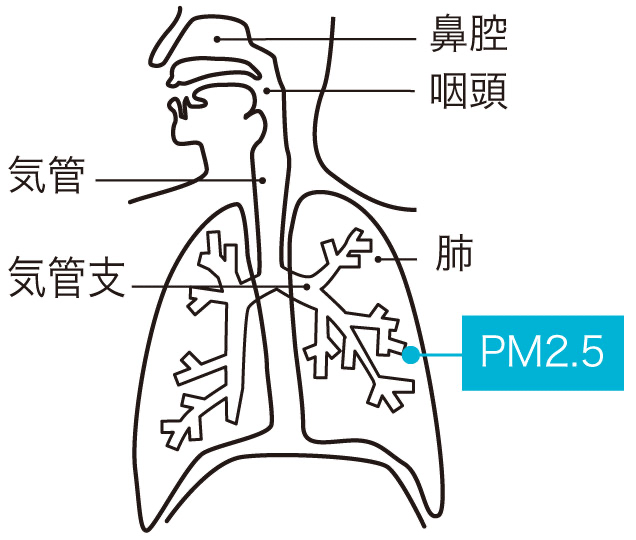 PM2.5などの粒子の小さいものほど肺の奥まで入って影響を与えます。