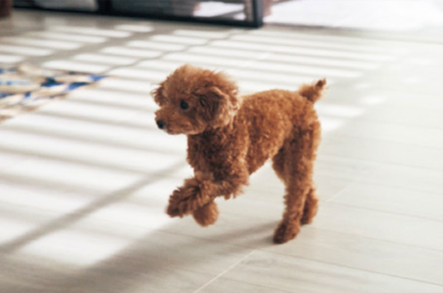 ペットとの暮らしに