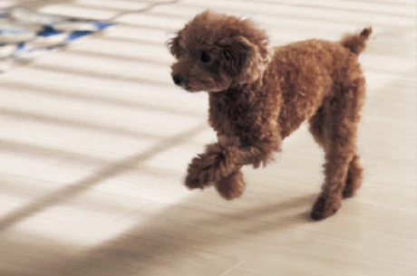 防滑仕様の表面材タイプもご用意。いぬ・ねこが過ごす空間にもおすすめ。