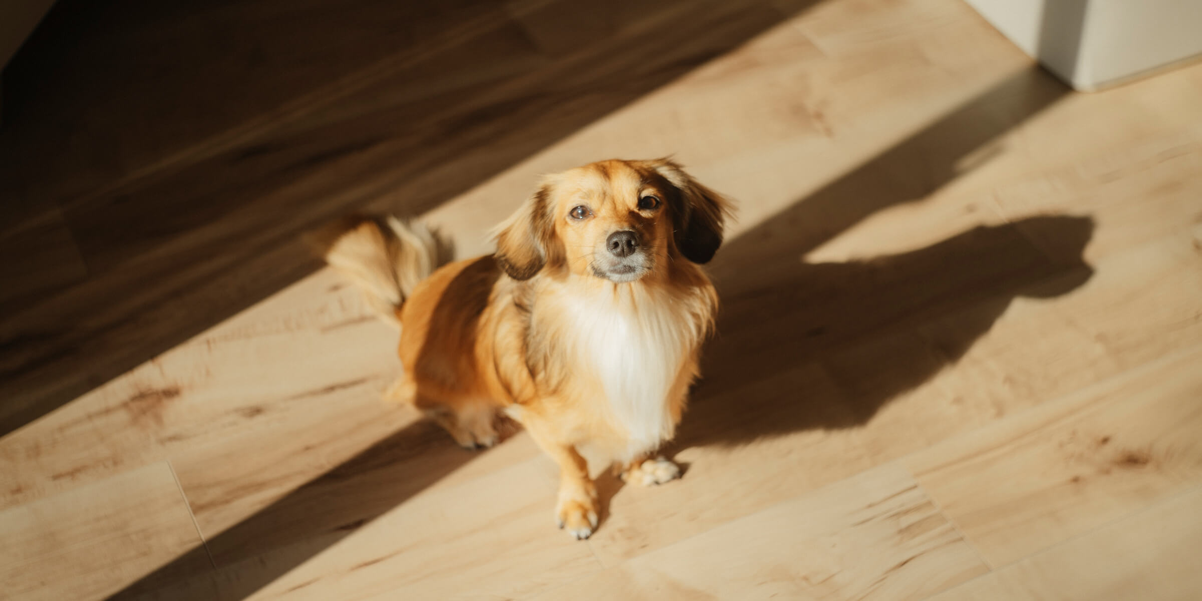 愛犬のための「滑りにくい床」