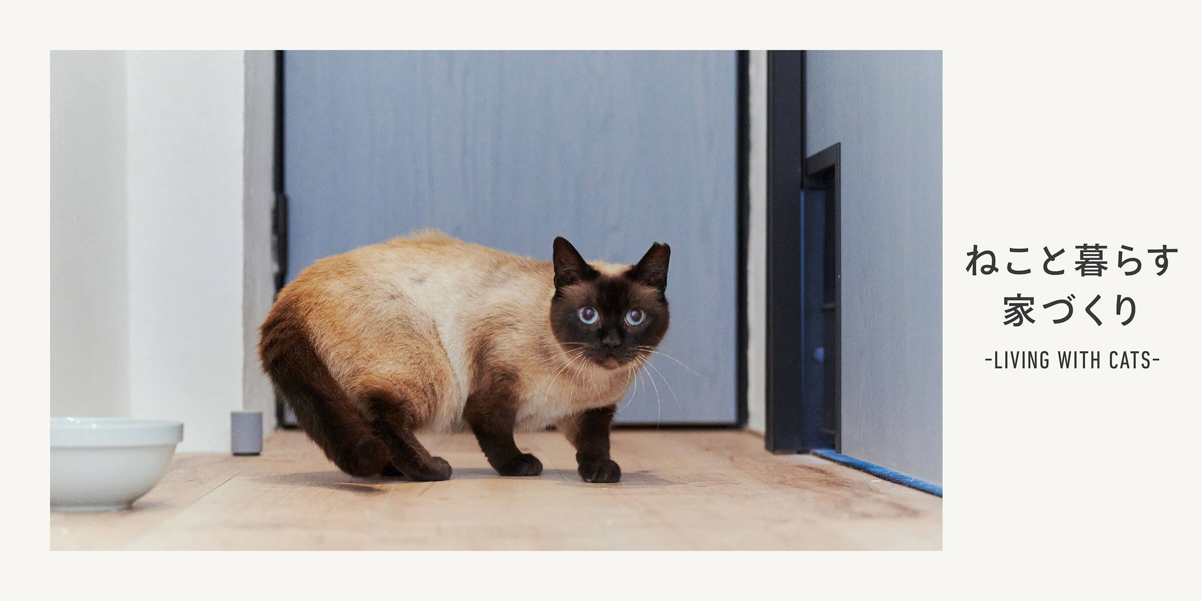 猫と暮らす家づくりのコツ5選