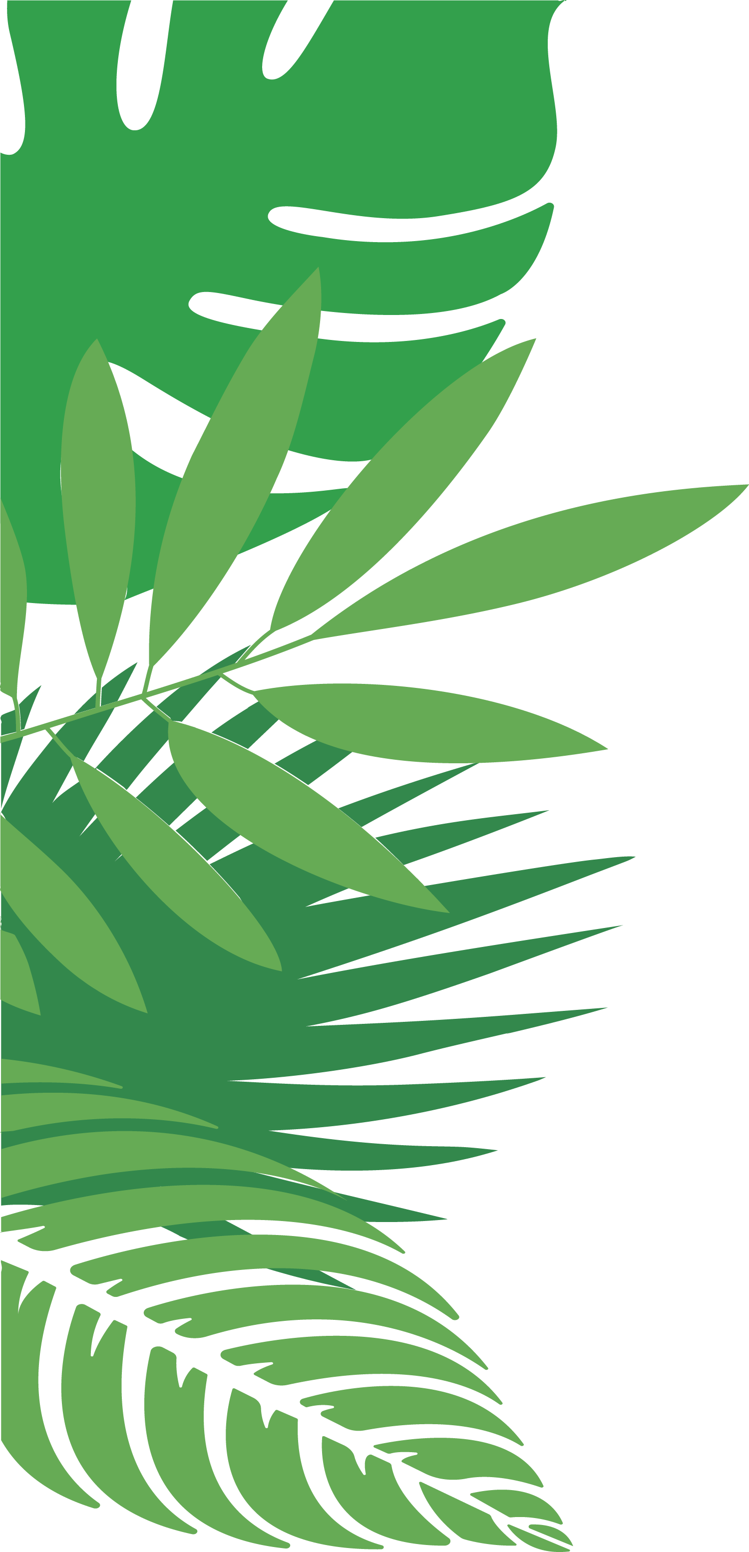 南国風の植物イラスト　左