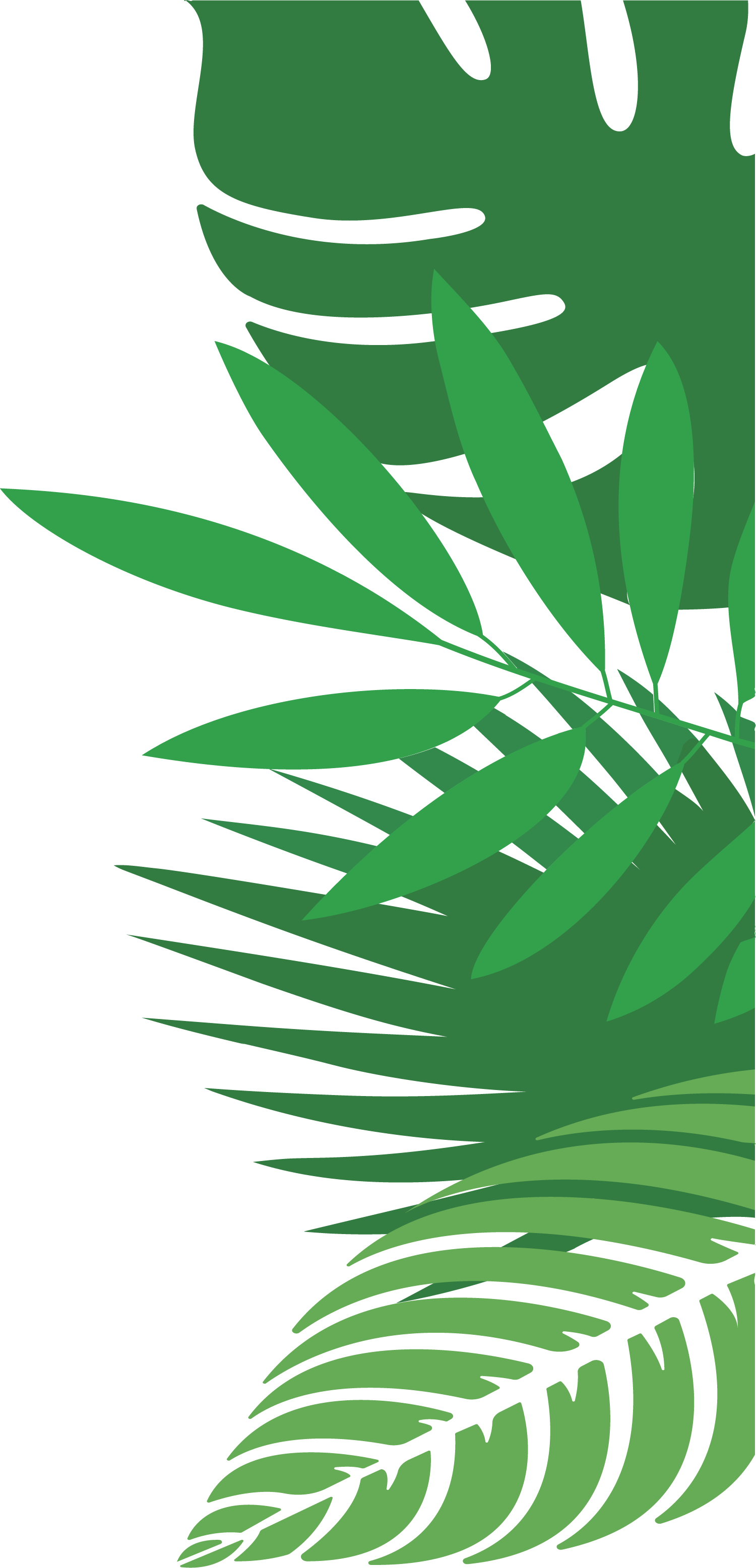 南国風の植物イラスト　右