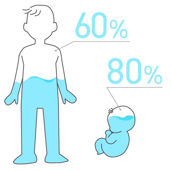 イラスト：赤ちゃんは体の約80％が水・成人は体の約60％は水
