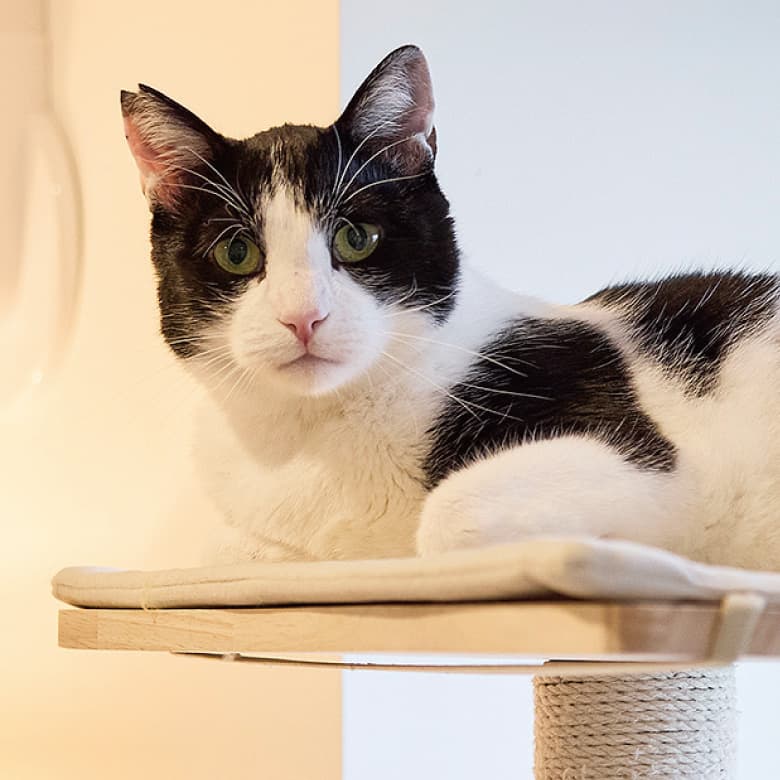 愛猫